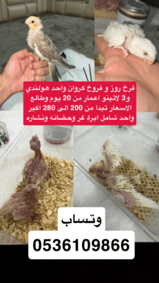 طيور للبيع - 1