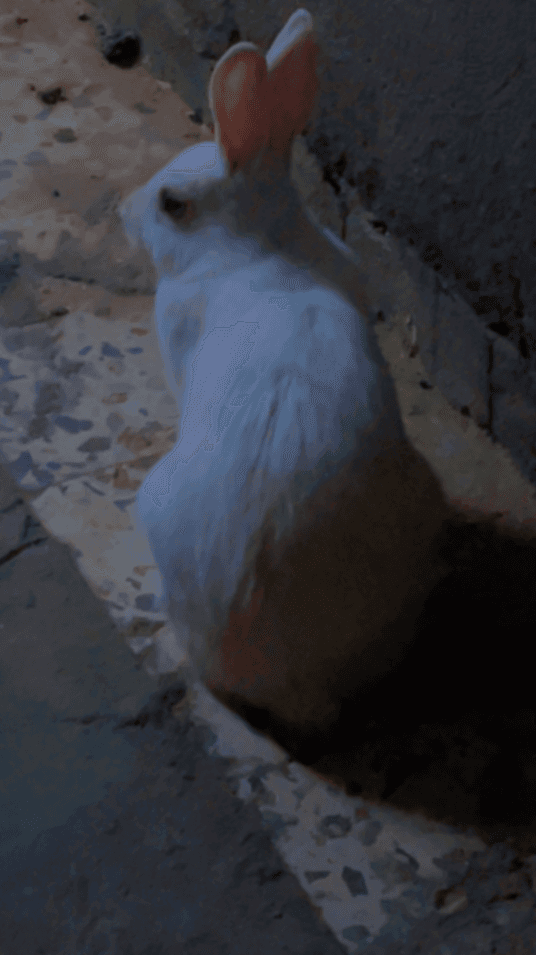 زوج أرانب (ذكر وأنثى)