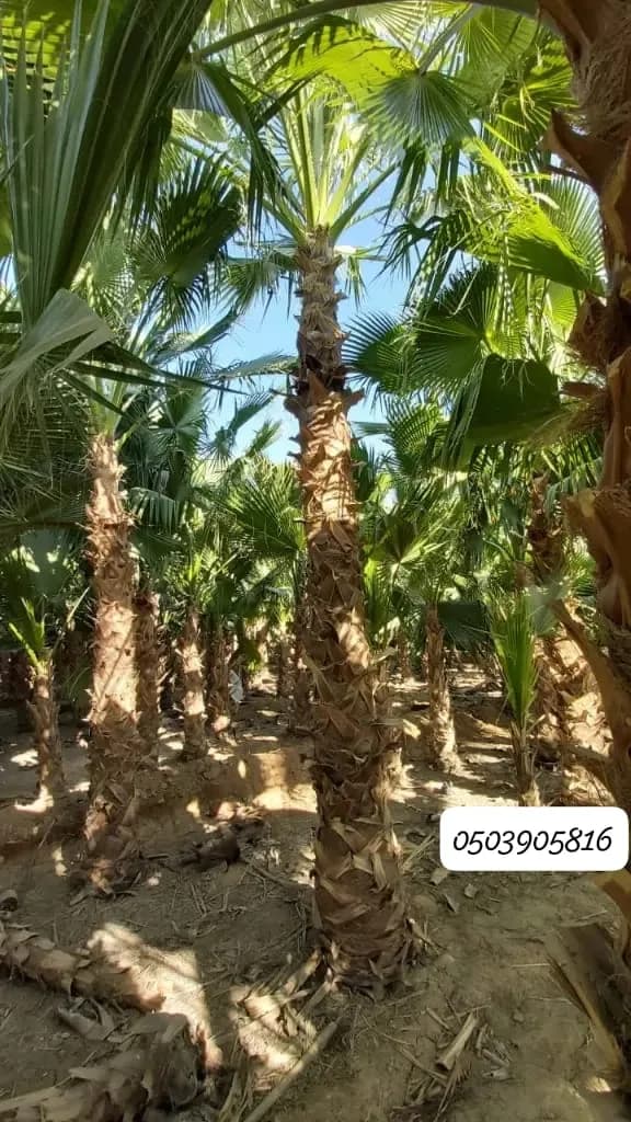 نخيل واشنطن جميع الاحجام