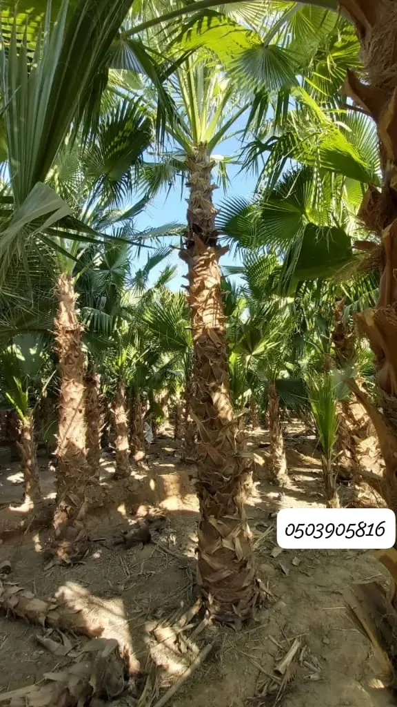 نخيل واشنطن جميع الاحجام - 1