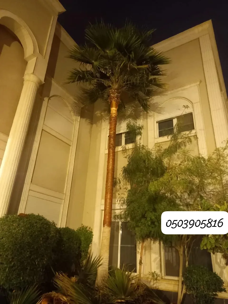 نخيل واشنطن جميع الاحجام - 2
