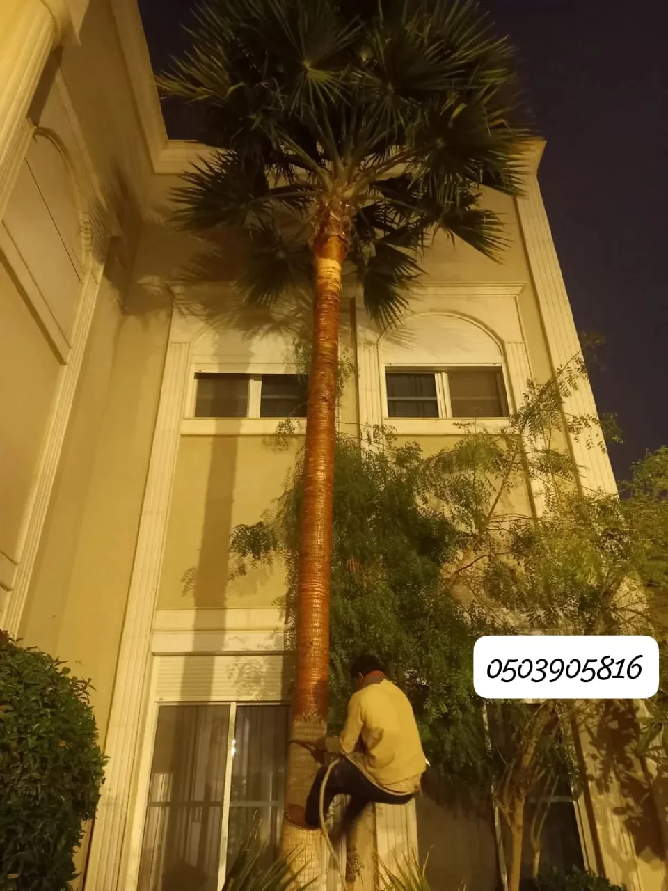 نخيل واشنطن جميع الاحجام - 3