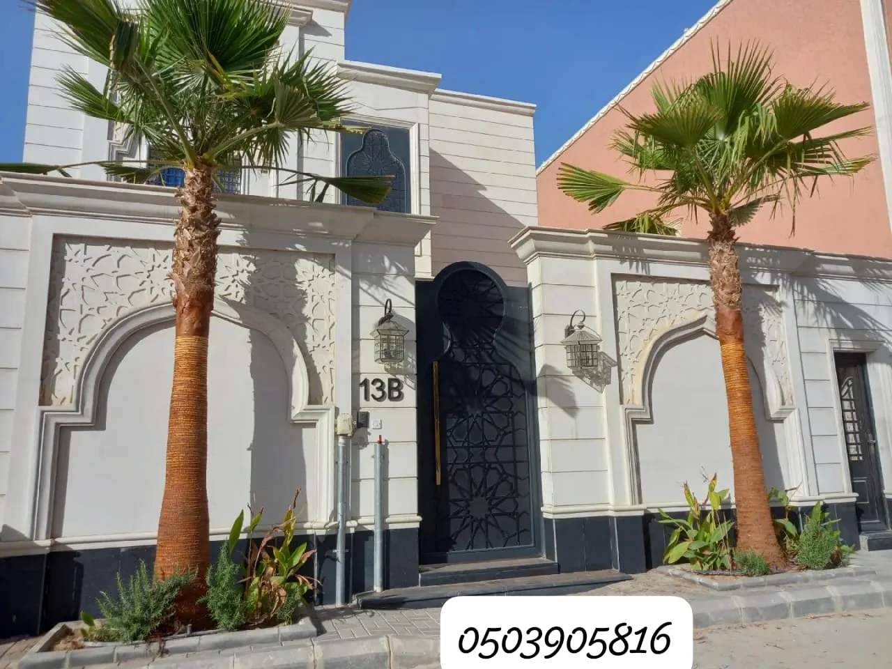 نخيل واشنطن جميع الاحجام - 4