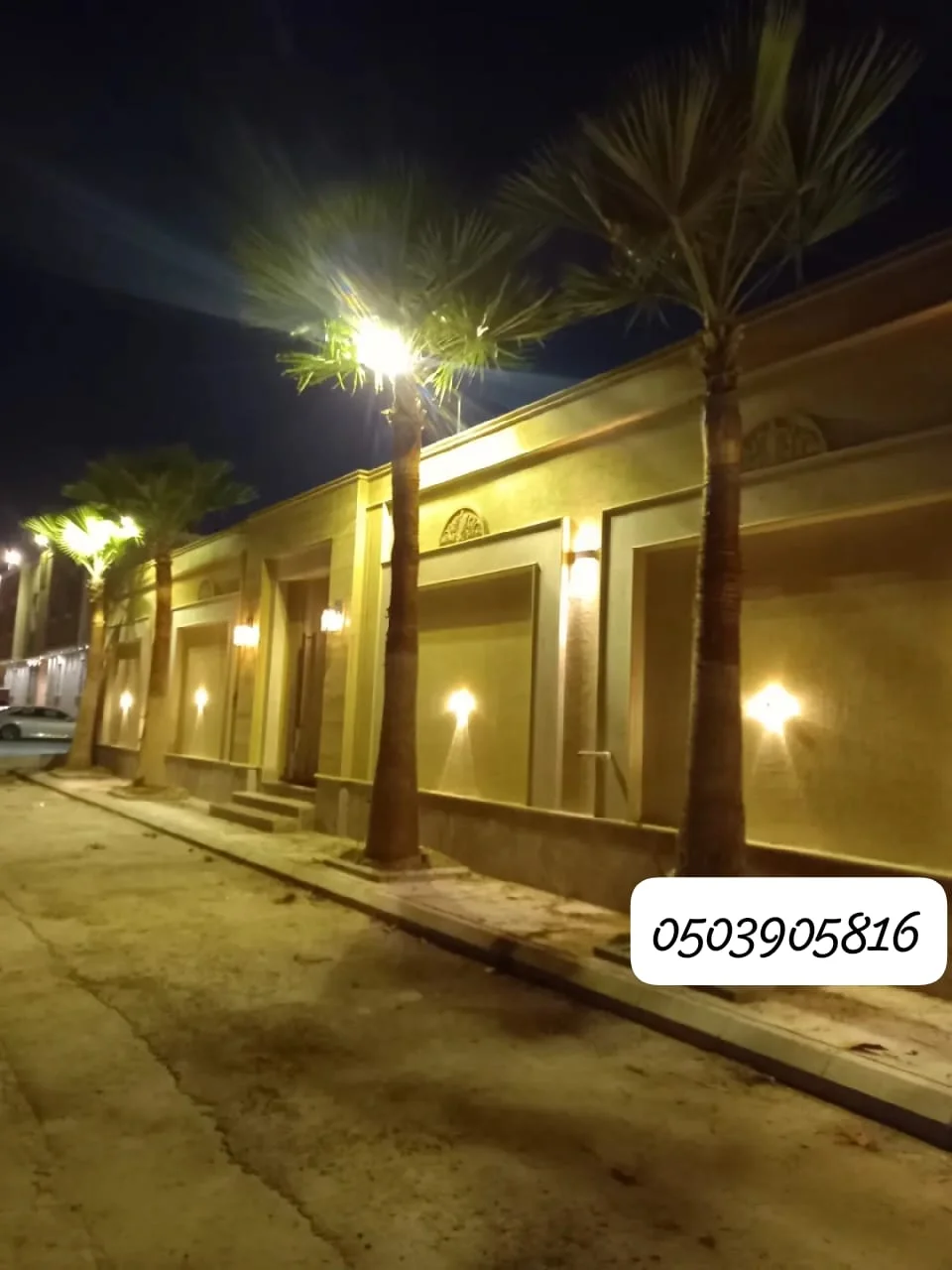 نخيل واشنطن جميع الاحجام - 5